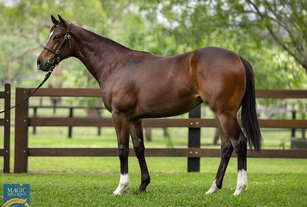 Toronado – China Star filly