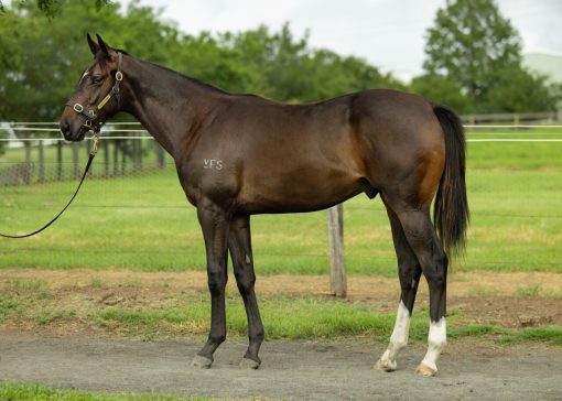Adelaide X Bec Said No Credit Gelding