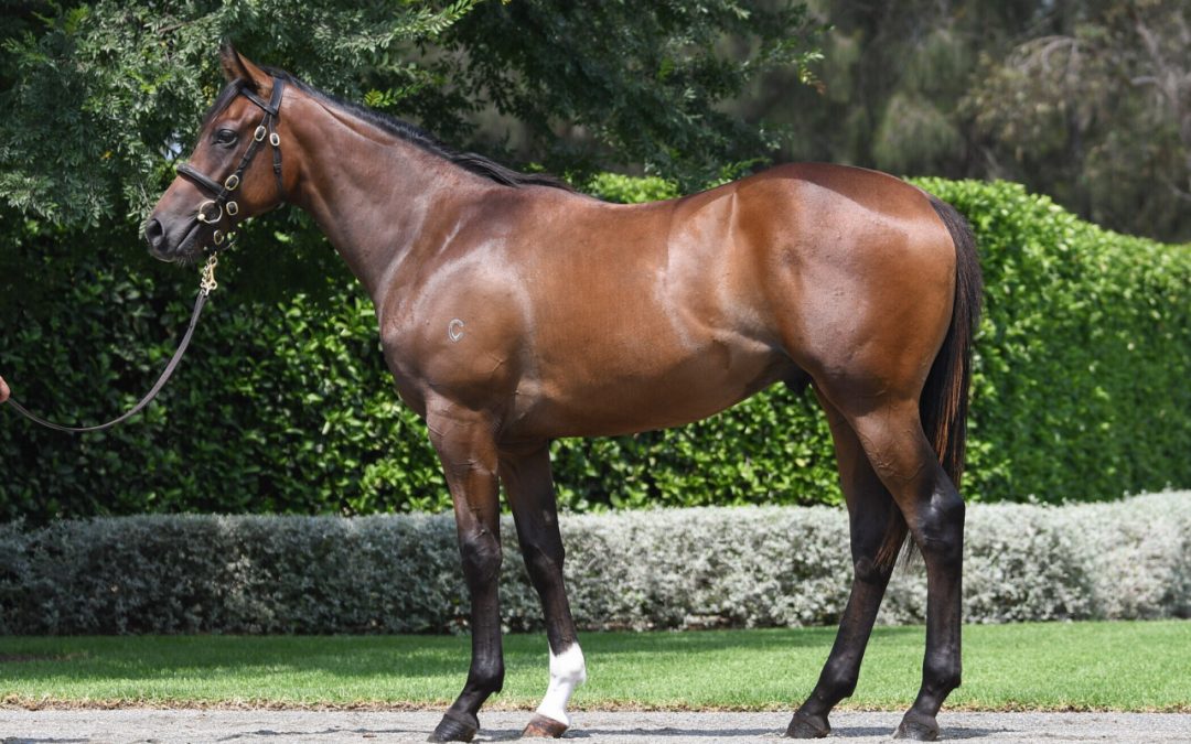 So You Think x Movie Role gelding