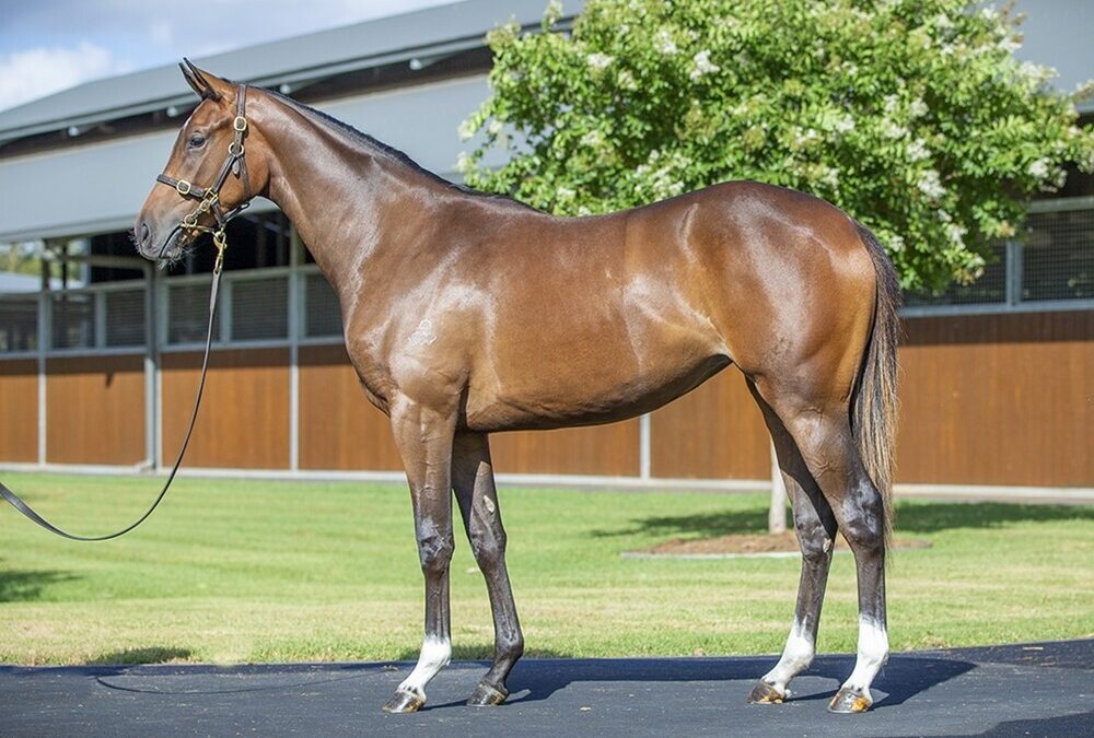 Dundeel – Ms Rodarte filly