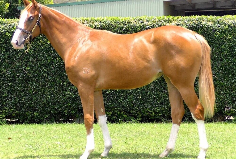 Farnan – Banda Spice Filly