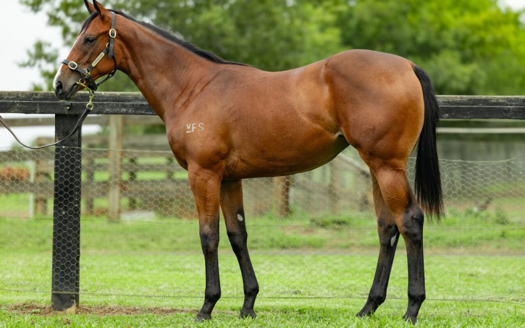 Hellbent – Share The Rhythm Filly